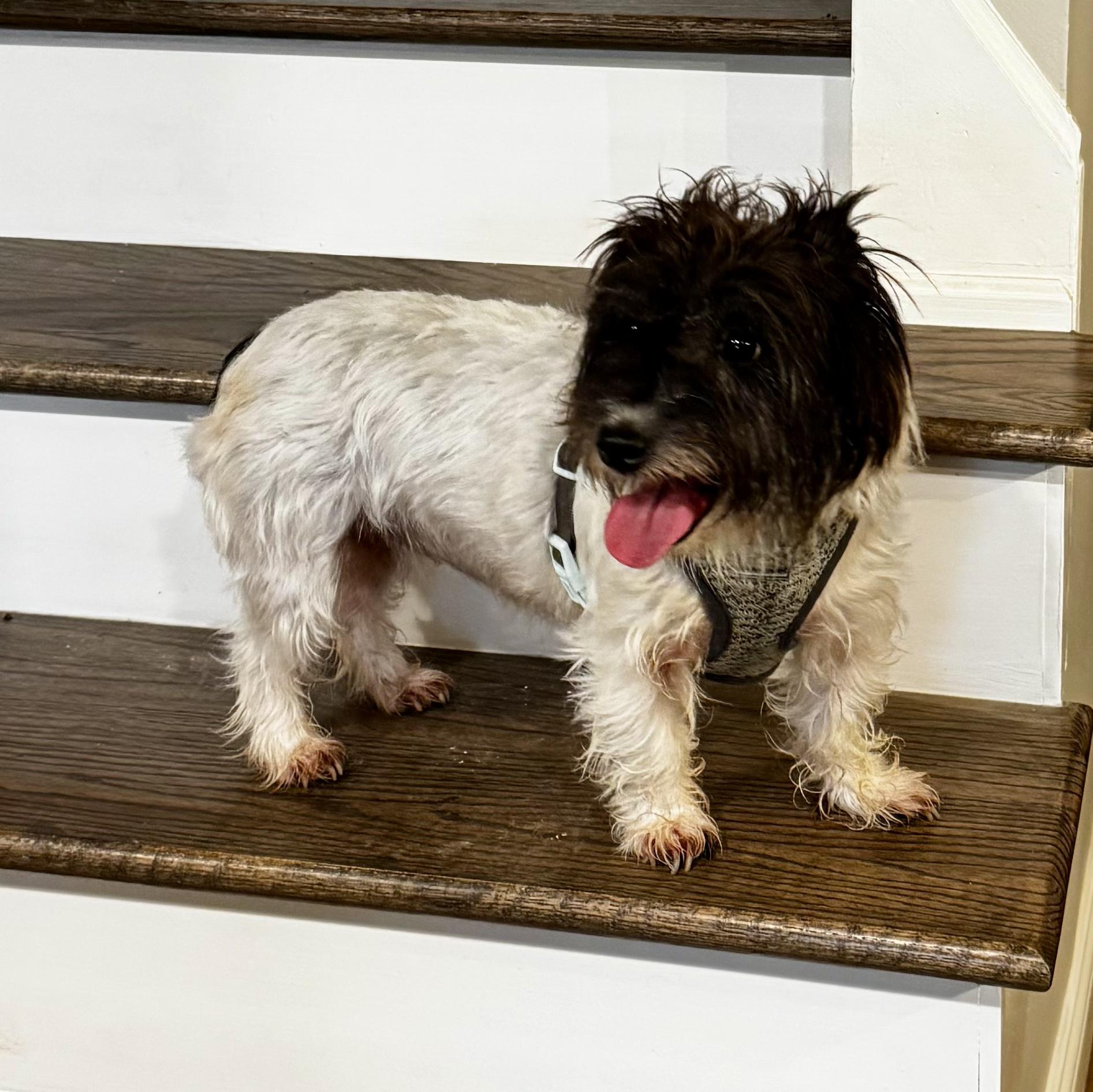 Maple (ADOPTION PENDING), adopted, Adult Female Jack Russell Terrier.