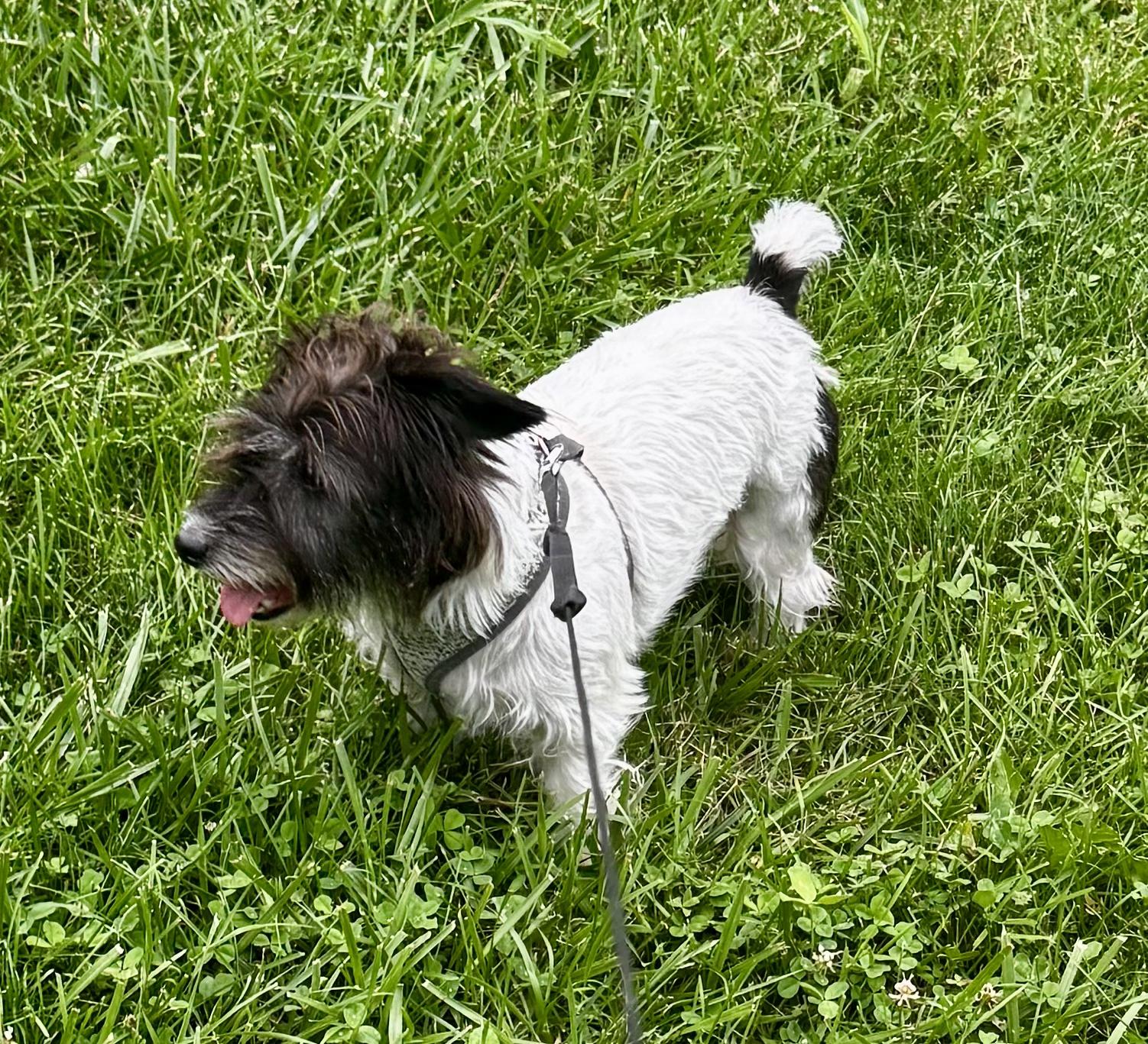 Maple (ADOPTION PENDING), an adopted Jack Russell Terrier in Homer Glen, IL image 4/4
