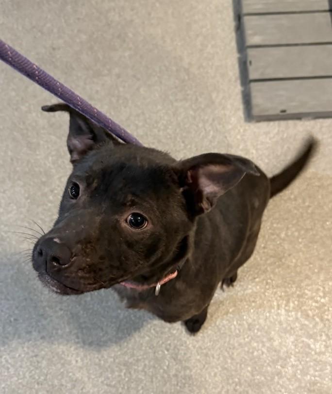 Daisy, Adoptable, Adult Female American Staffordshire Terrier.