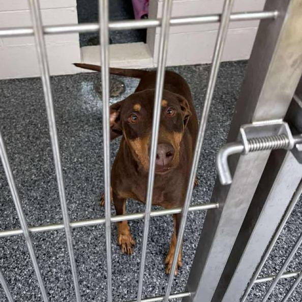Enlarge Nova, a Adoptable Doberman Pinscher in Buchanan Dam, TX image 1/2