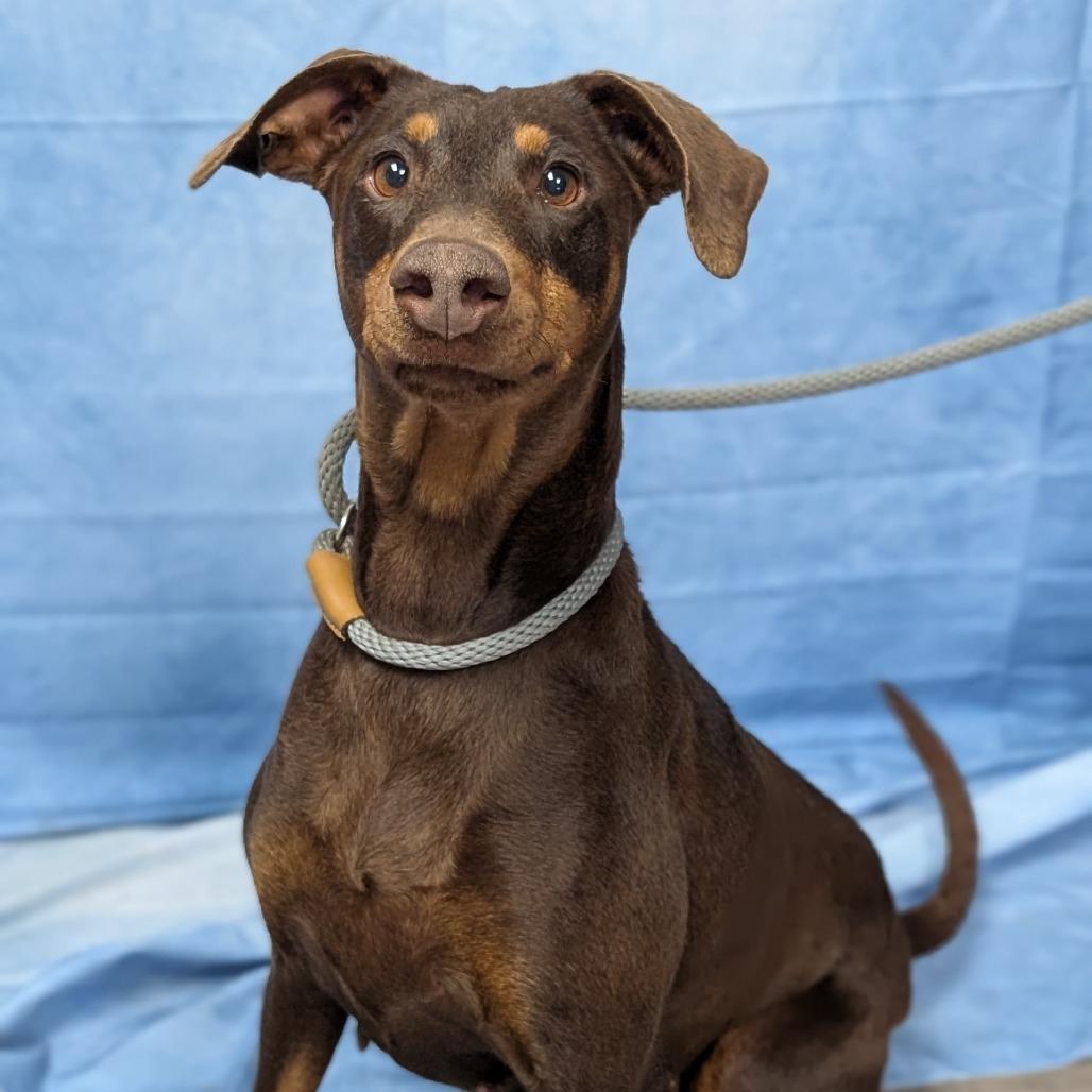 Enlarge Nova, a Adoptable Doberman Pinscher in Buchanan Dam, TX image 2/2