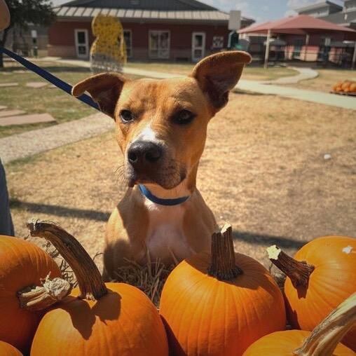 Stark, Adoptable, Adult Male American Staffordshire Terrier.