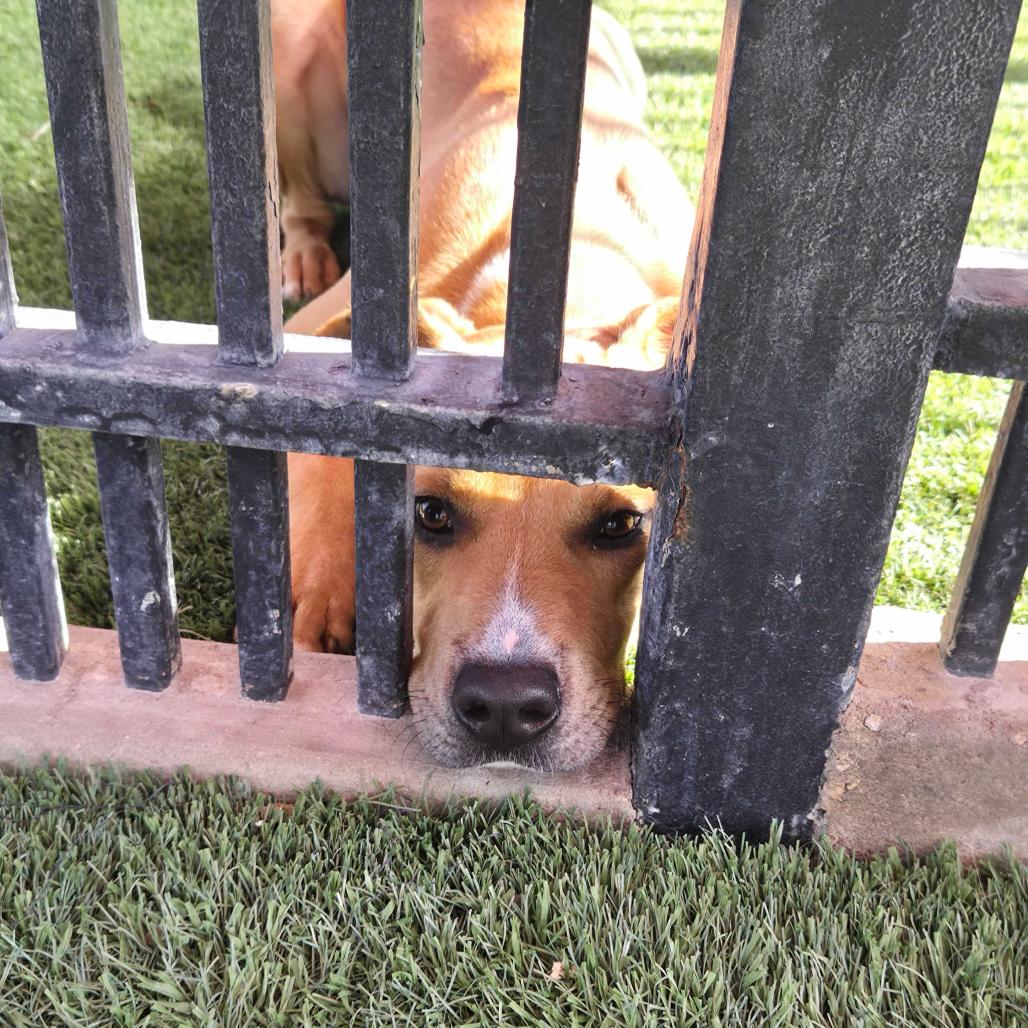 Enlarge Stark, a Adoptable mixed breed in San Antonio, TX image 2/6