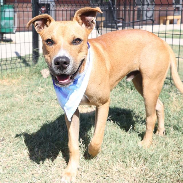 Enlarge Stark, a Adoptable mixed breed in San Antonio, TX image 3/6