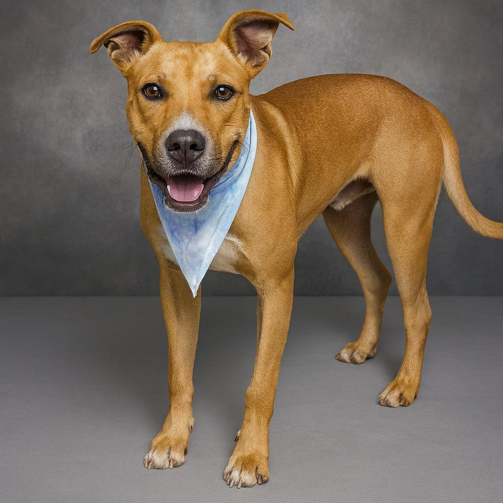 Enlarge Stark, a Adoptable mixed breed in San Antonio, TX image 4/6