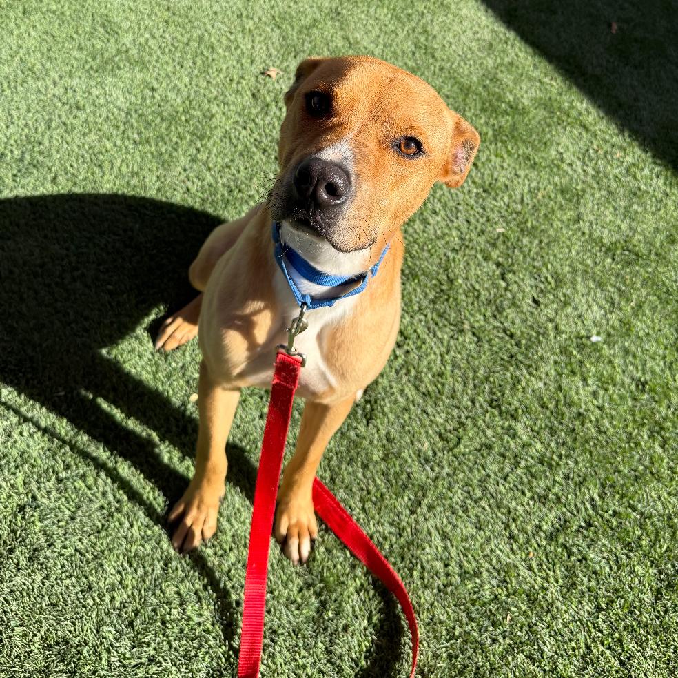 Enlarge Stark, a Adoptable mixed breed in San Antonio, TX image 5/6