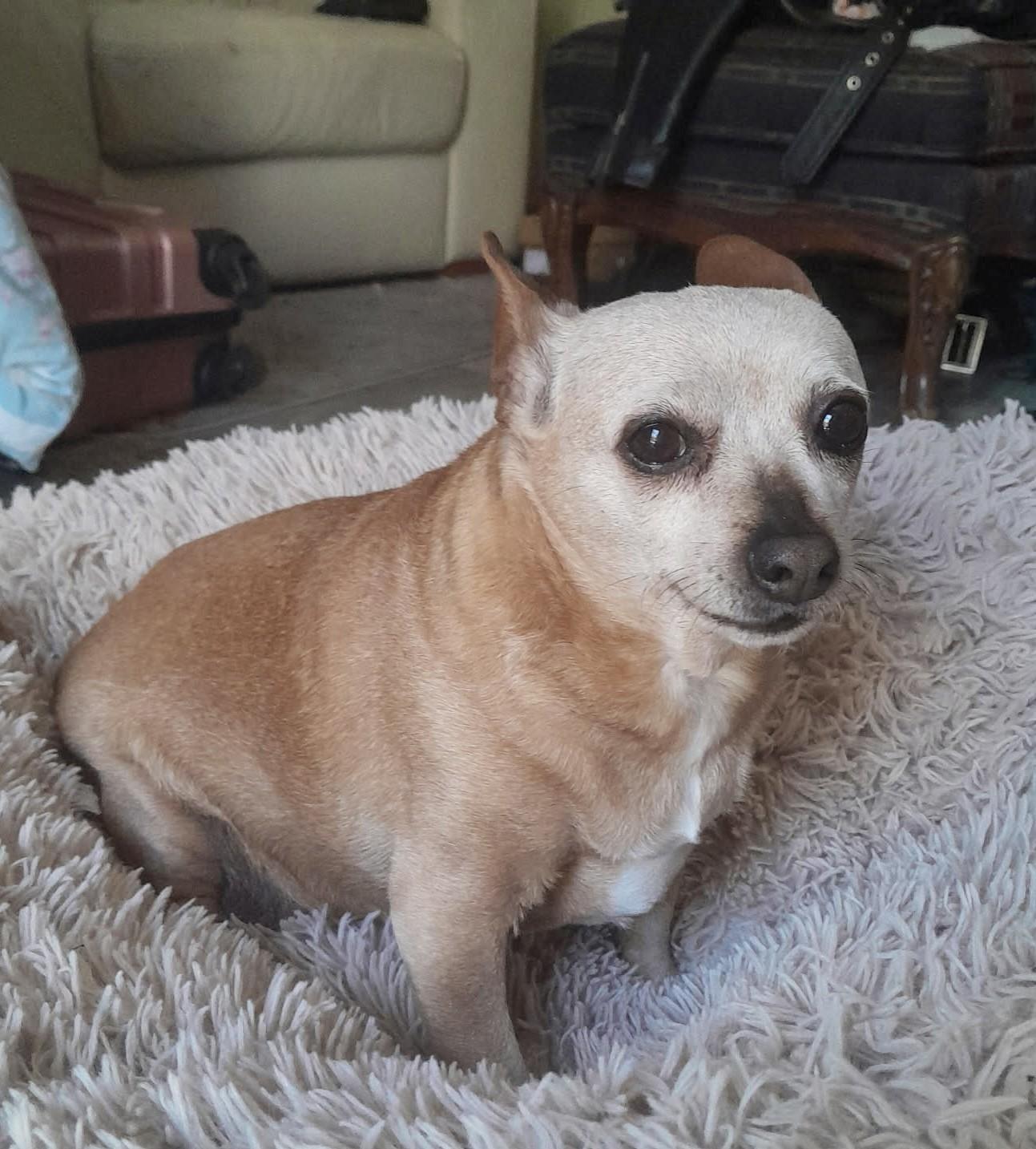 Hope, a ADOPTABLE Chihuahua in Livermore, CA image 3/4