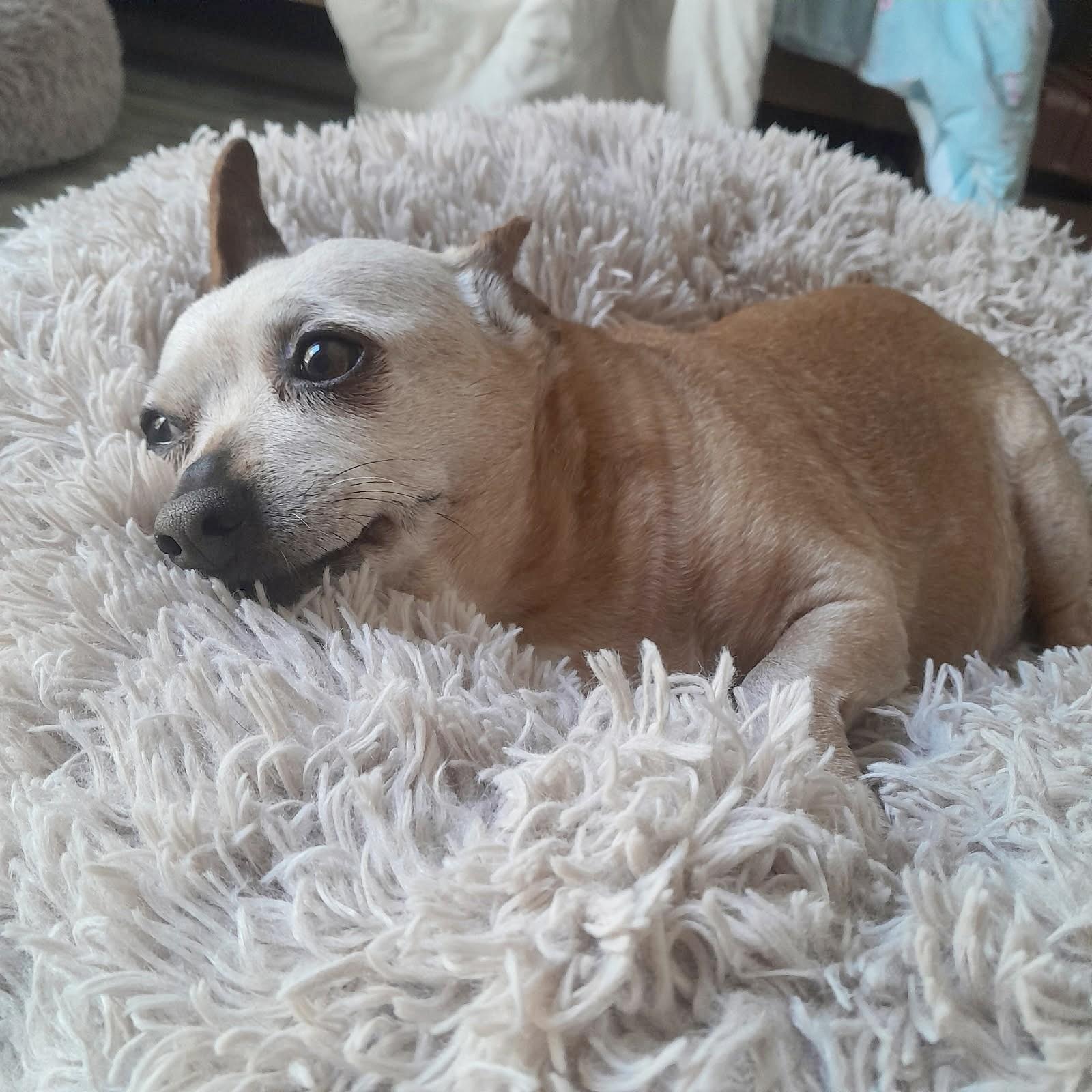 Hope, a ADOPTABLE Chihuahua in Livermore, CA image 2/4