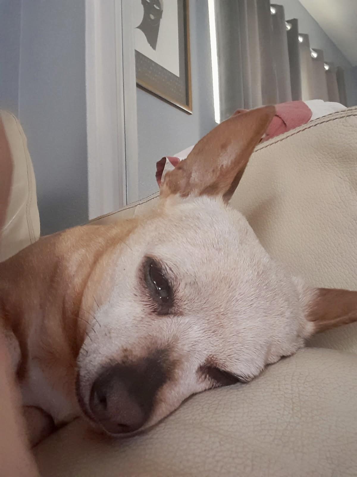 Hope, a ADOPTABLE Chihuahua in Livermore, CA image 4/4