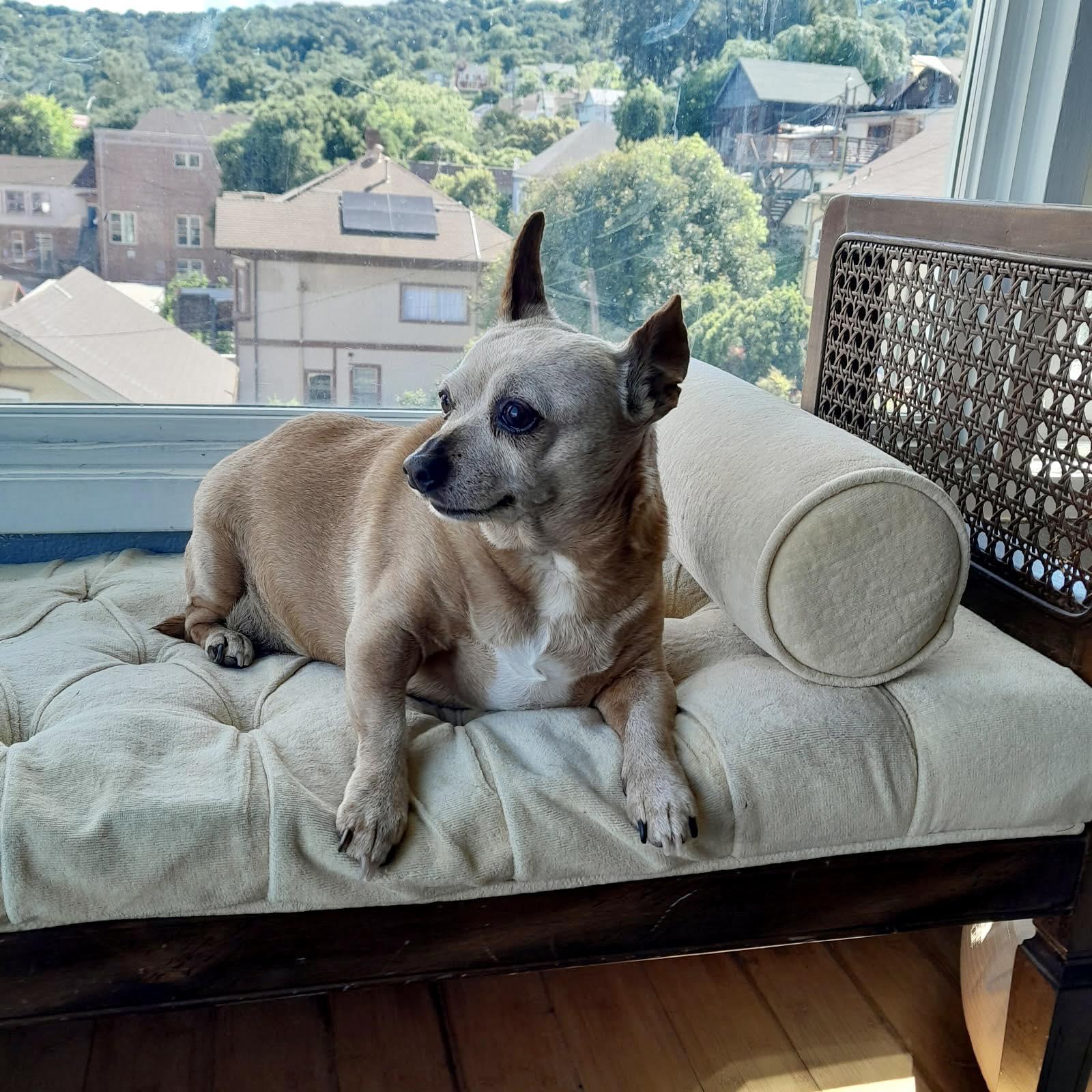Hope, ADOPTABLE, Senior Female Chihuahua.