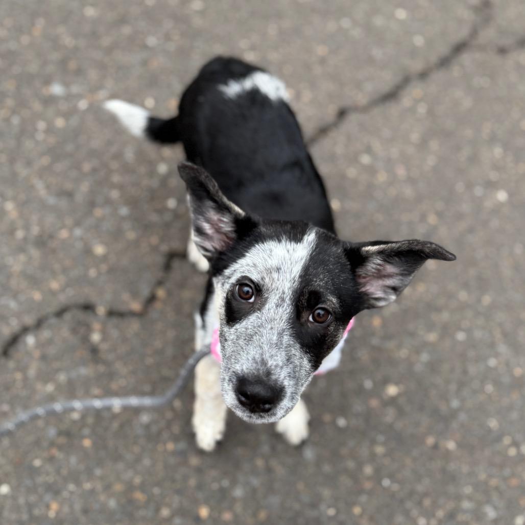 Wren, a Adoptable mixed breed in Newberg, OR image 1/6