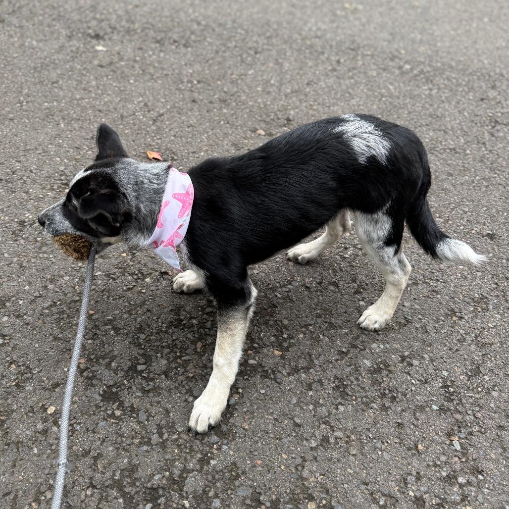 Wren, a Adoptable mixed breed in Newberg, OR image 2/6