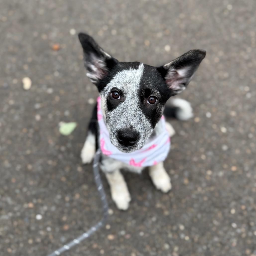 Wren, a Adoptable mixed breed in Newberg, OR image 3/6
