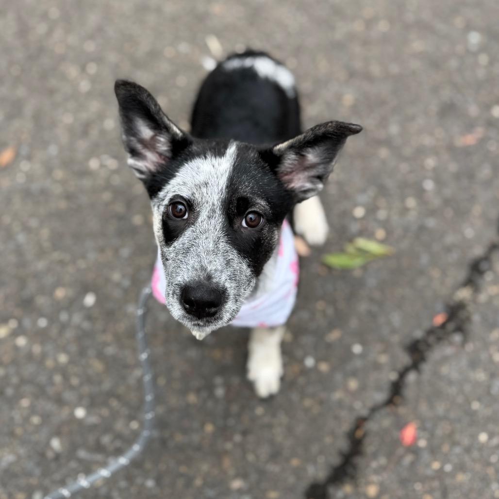 Wren, a Adoptable mixed breed in Newberg, OR image 4/6