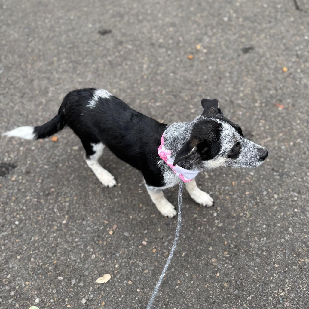 Wren, a Adoptable mixed breed in Newberg, OR image 5/6