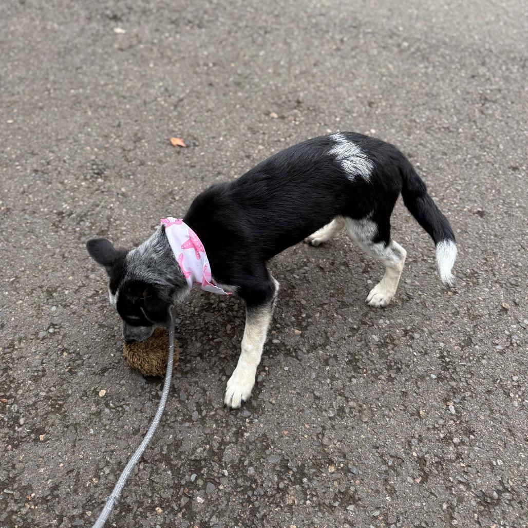 Wren, a Adoptable mixed breed in Newberg, OR image 6/6