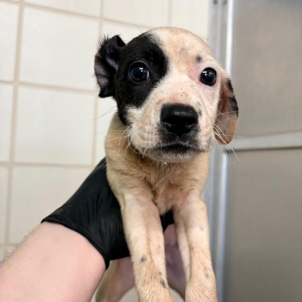 Kell, Adoptable, Puppy Male Pit Bull Terrier.