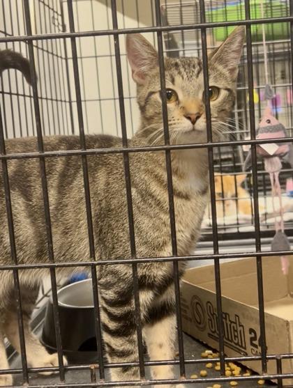 Taffy — thumbnail 2