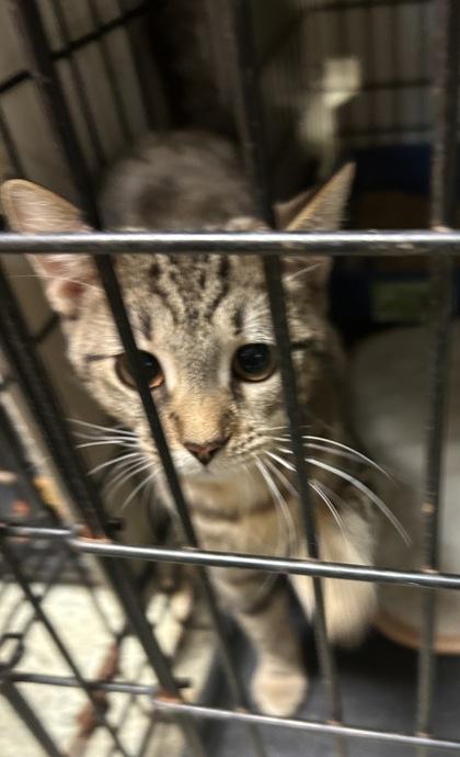 Taffy — thumbnail 3