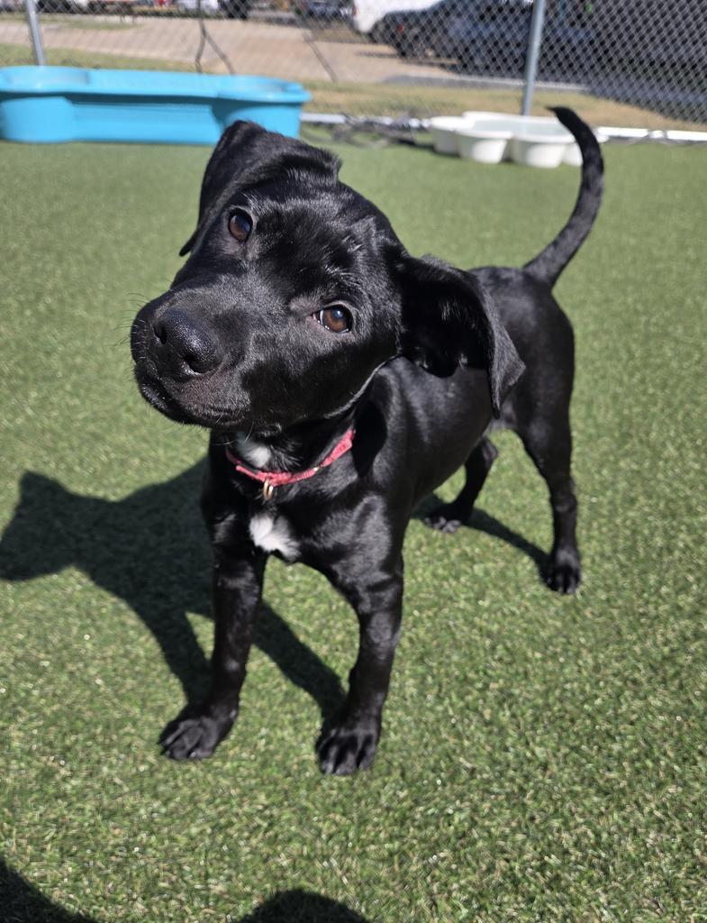 Joy, a Adoptable mixed breed in New Orleans, LA image 1/6