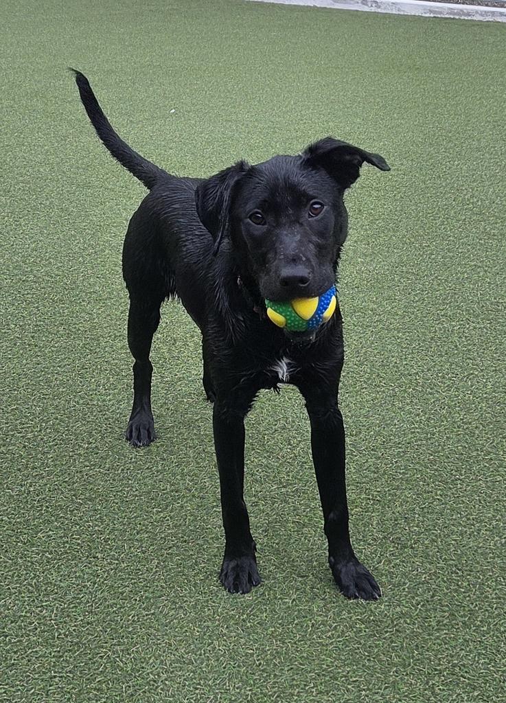Joy, a Adoptable mixed breed in New Orleans, LA image 2/6