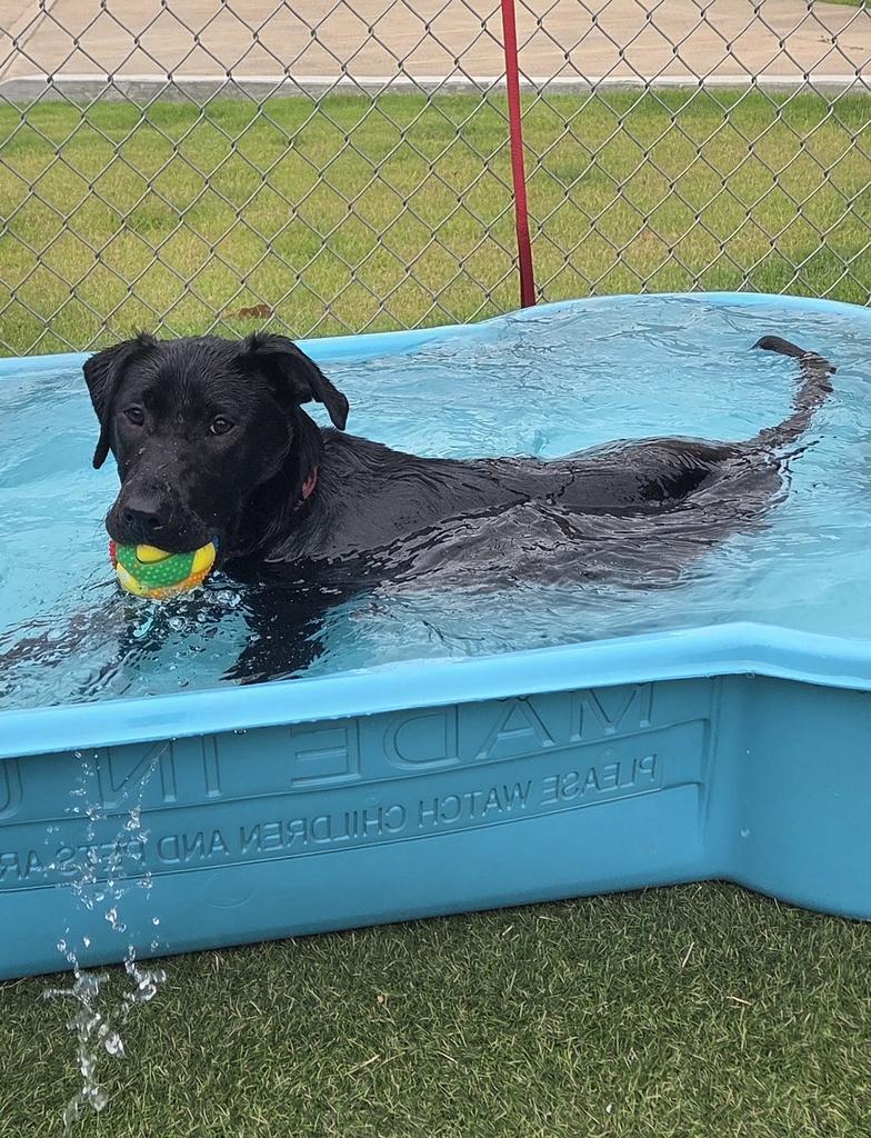 Joy, a Adoptable mixed breed in New Orleans, LA image 3/6