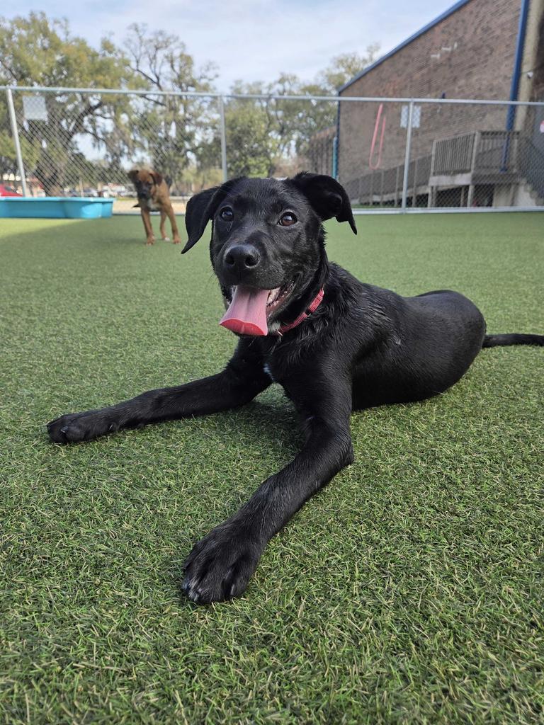 Joy, a Adoptable mixed breed in New Orleans, LA image 4/6