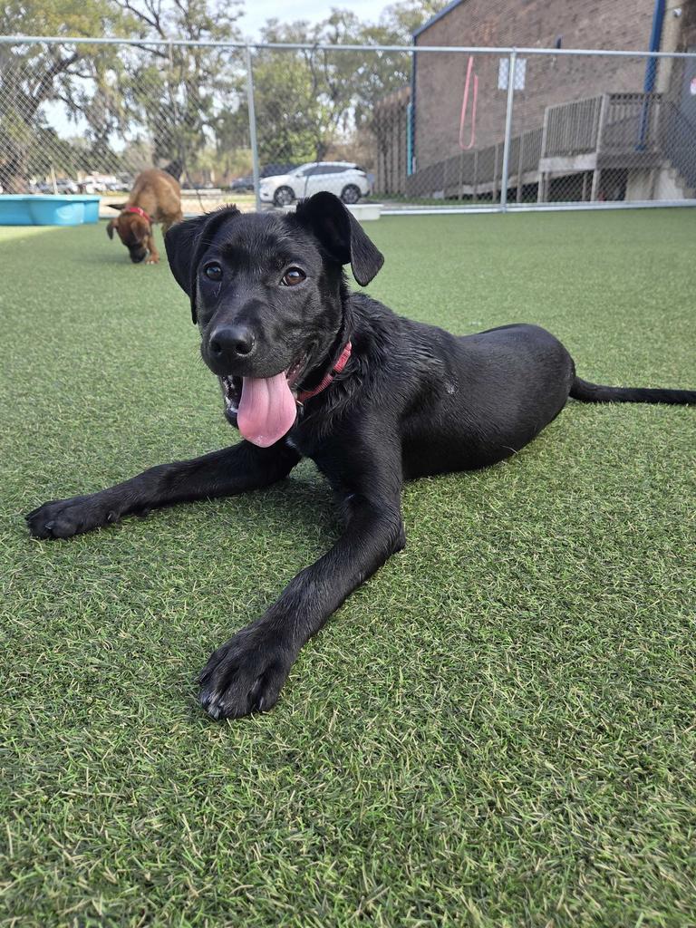 Joy, a Adoptable mixed breed in New Orleans, LA image 5/6