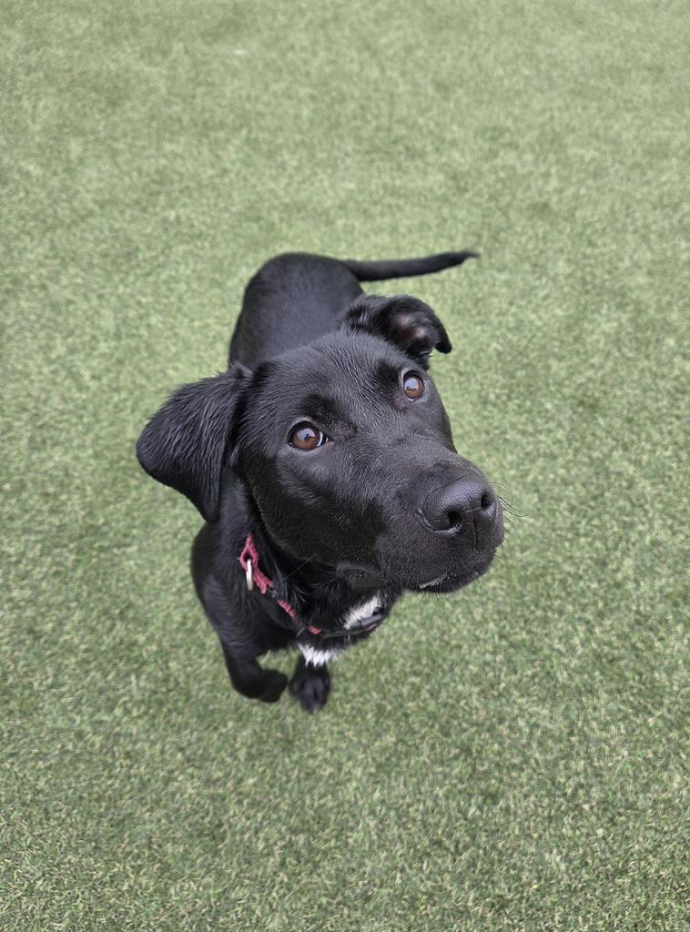 Joy, a Adoptable mixed breed in New Orleans, LA image 6/6