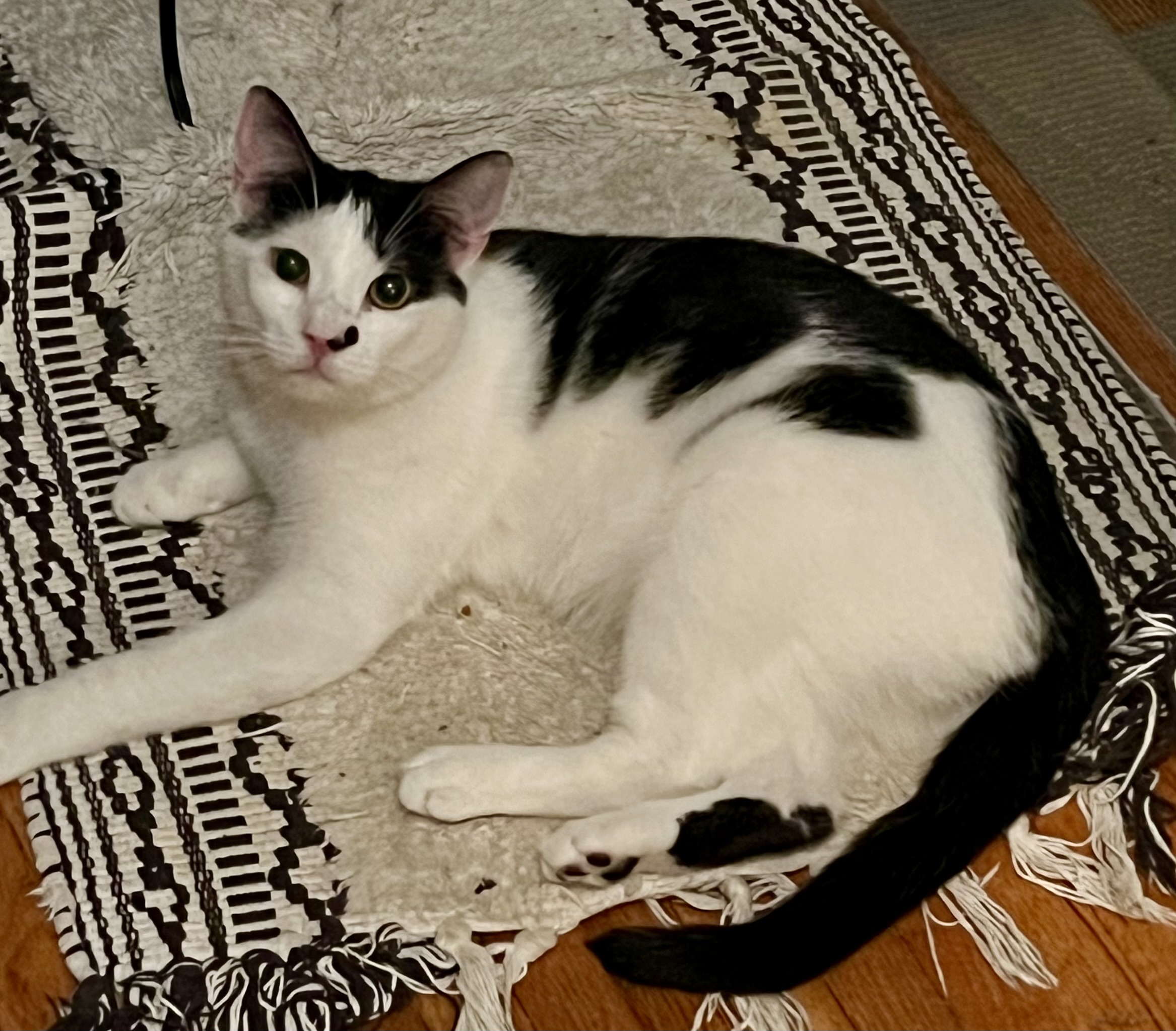 Spider, a Adoptable Domestic Short Hair in Cranford, NJ image 4/4