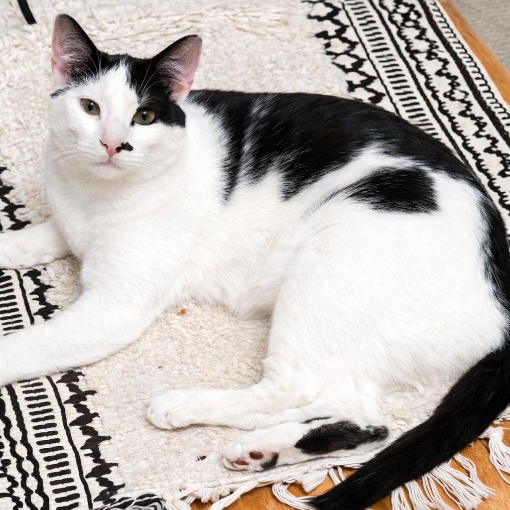 Spider, Adoptable, Young Male Domestic Short Hair.