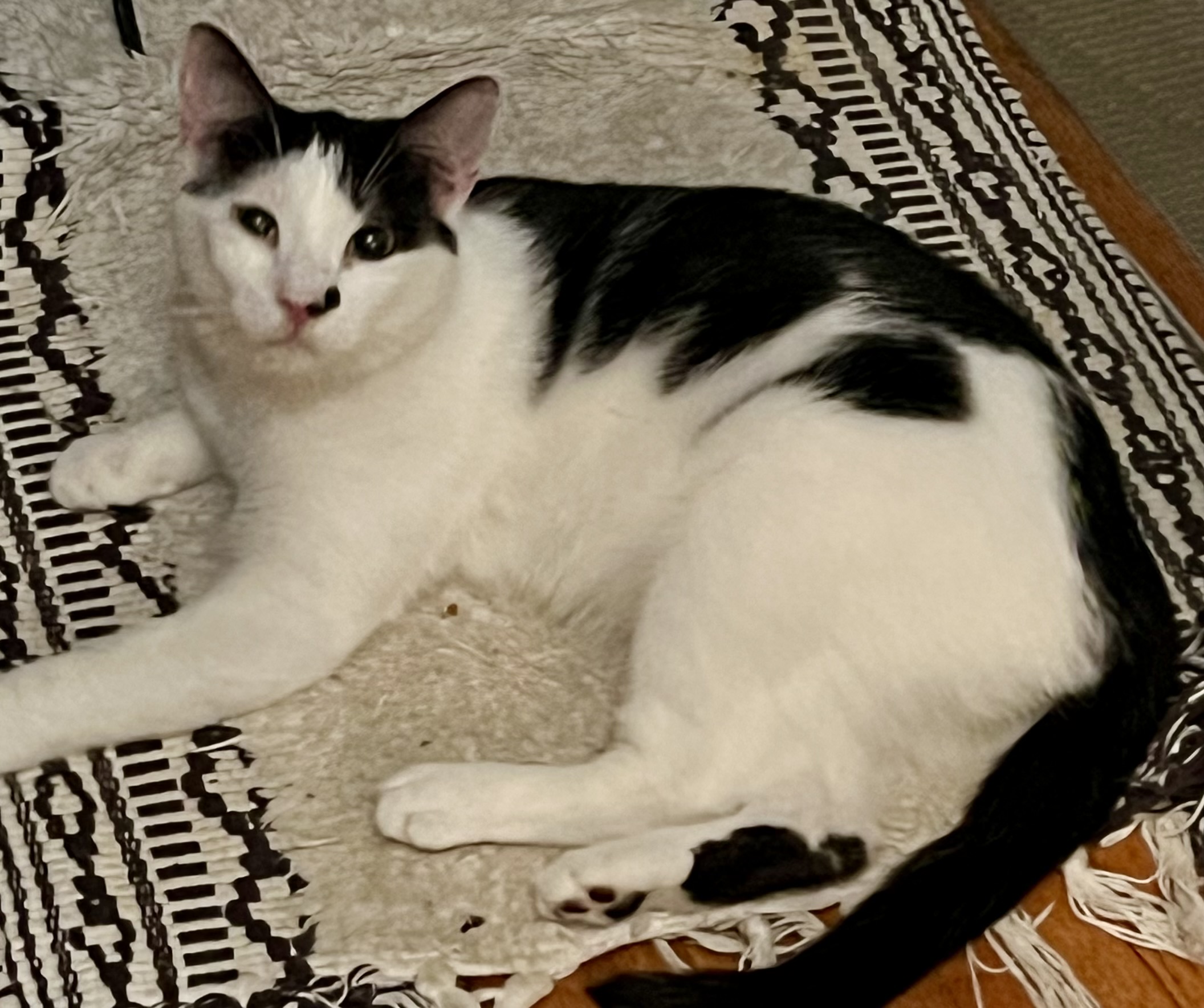 Spider, Adoptable, Young Male Domestic Short Hair.