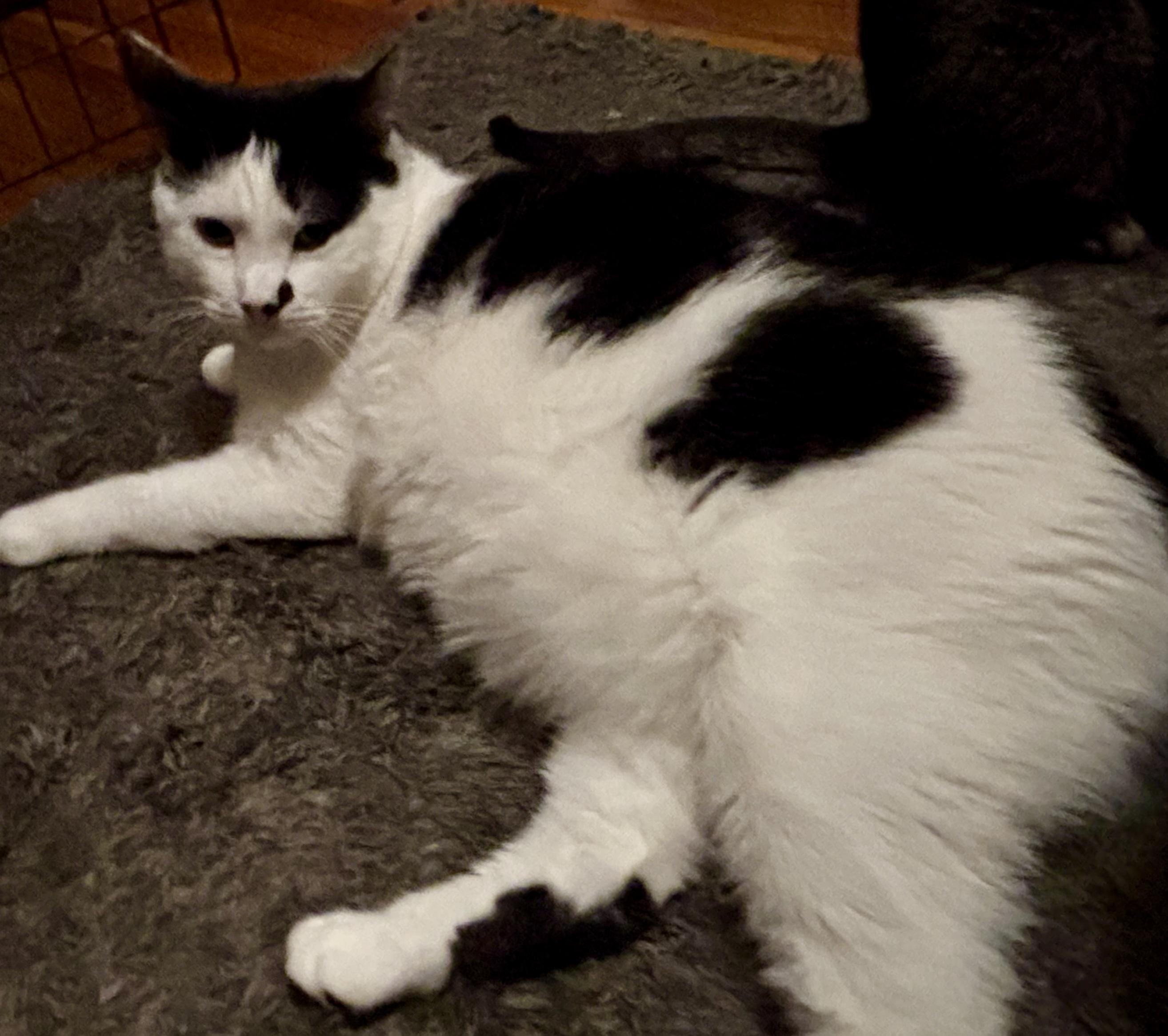 Enlarge Spider, a Adoptable Domestic Short Hair in Cranford, NJ image 5/5