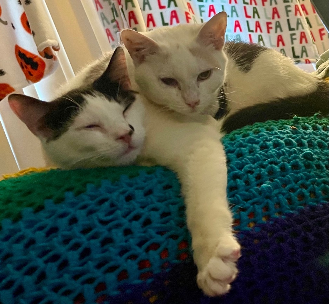 Spider, a Adoptable Domestic Short Hair in Cranford, NJ image 2/4