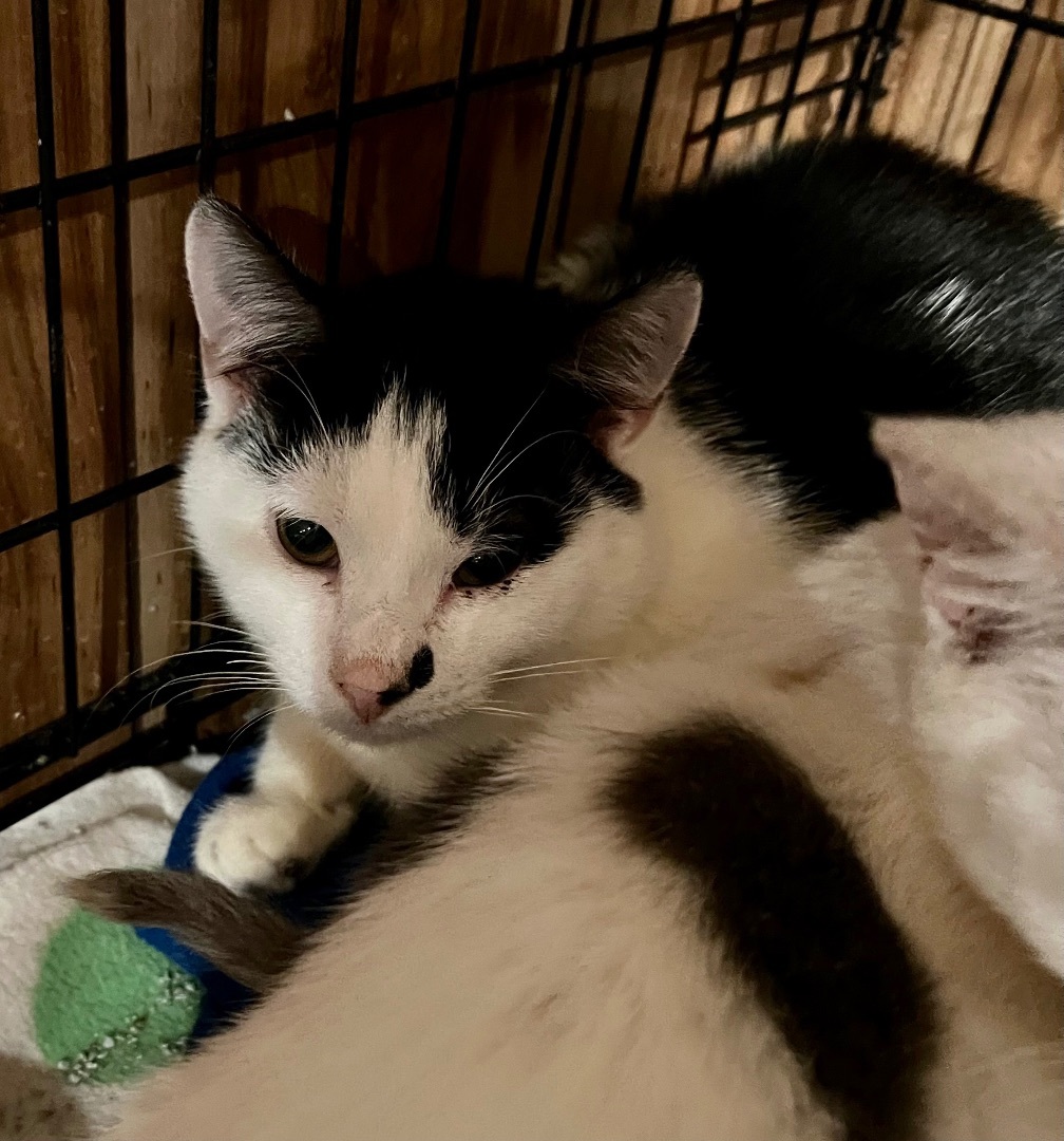 Spider, a Adoptable Domestic Short Hair in Cranford, NJ image 3/4