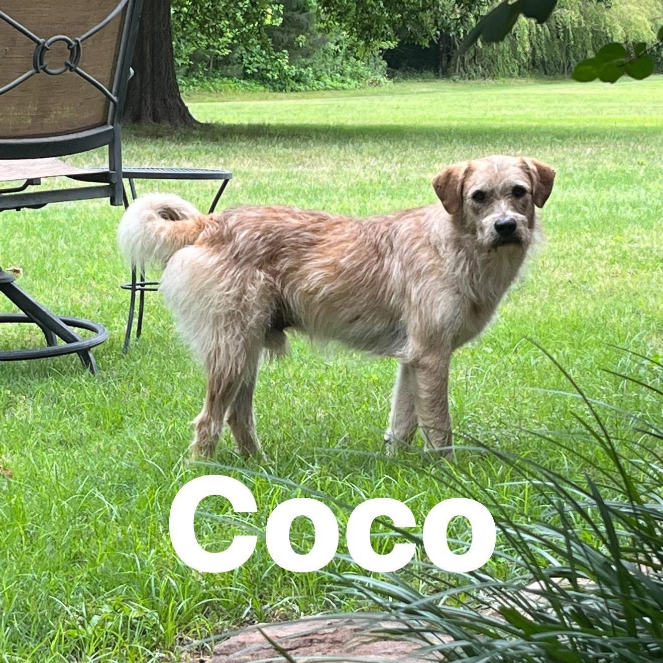 Enlarge Coco, a Adopted mixed breed in Alamo, TN image 2/2