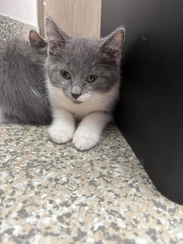 Cake Batter, Adoptable, Kitten Female Domestic Short Hair.