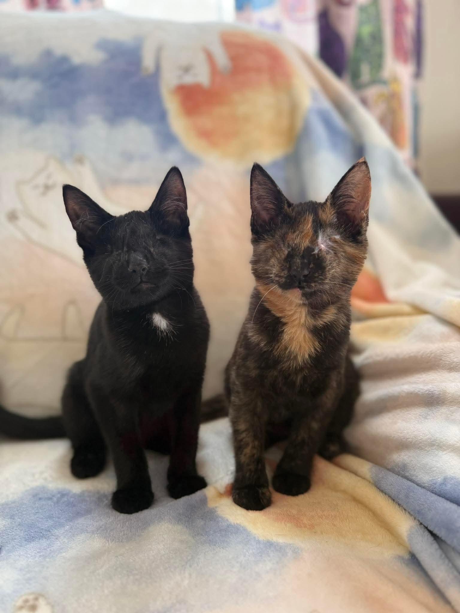 Murdock & Billie Eyeless, adopted, Kitten Female Domestic Short Hair.