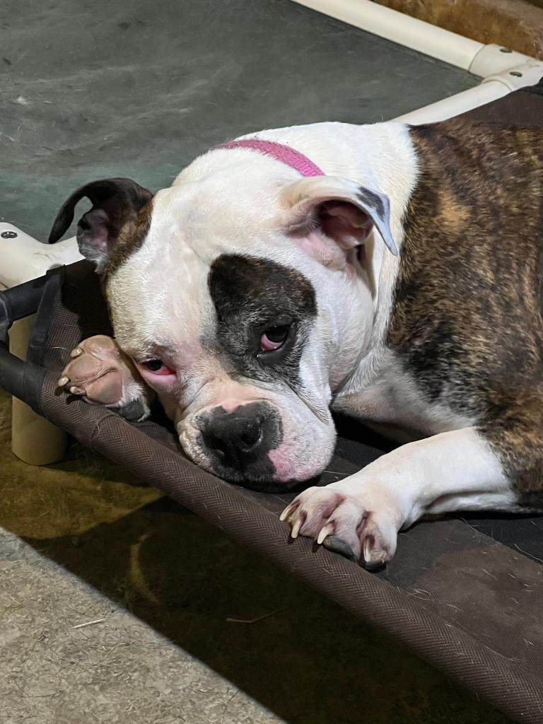 Zaida, Adoptable, Adult Female English Bulldog & Staffordshire Bull Terrier.