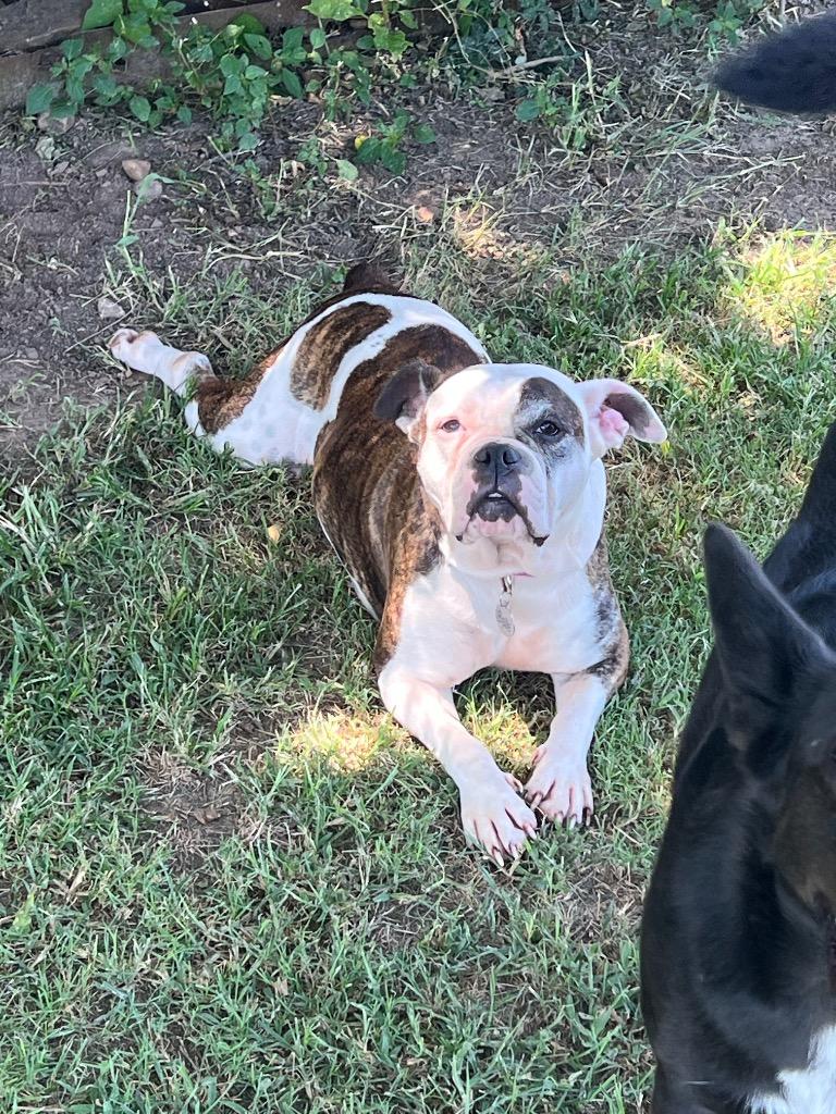 Zaida, Adoptable, Adult Female English Bulldog & Staffordshire Bull Terrier.