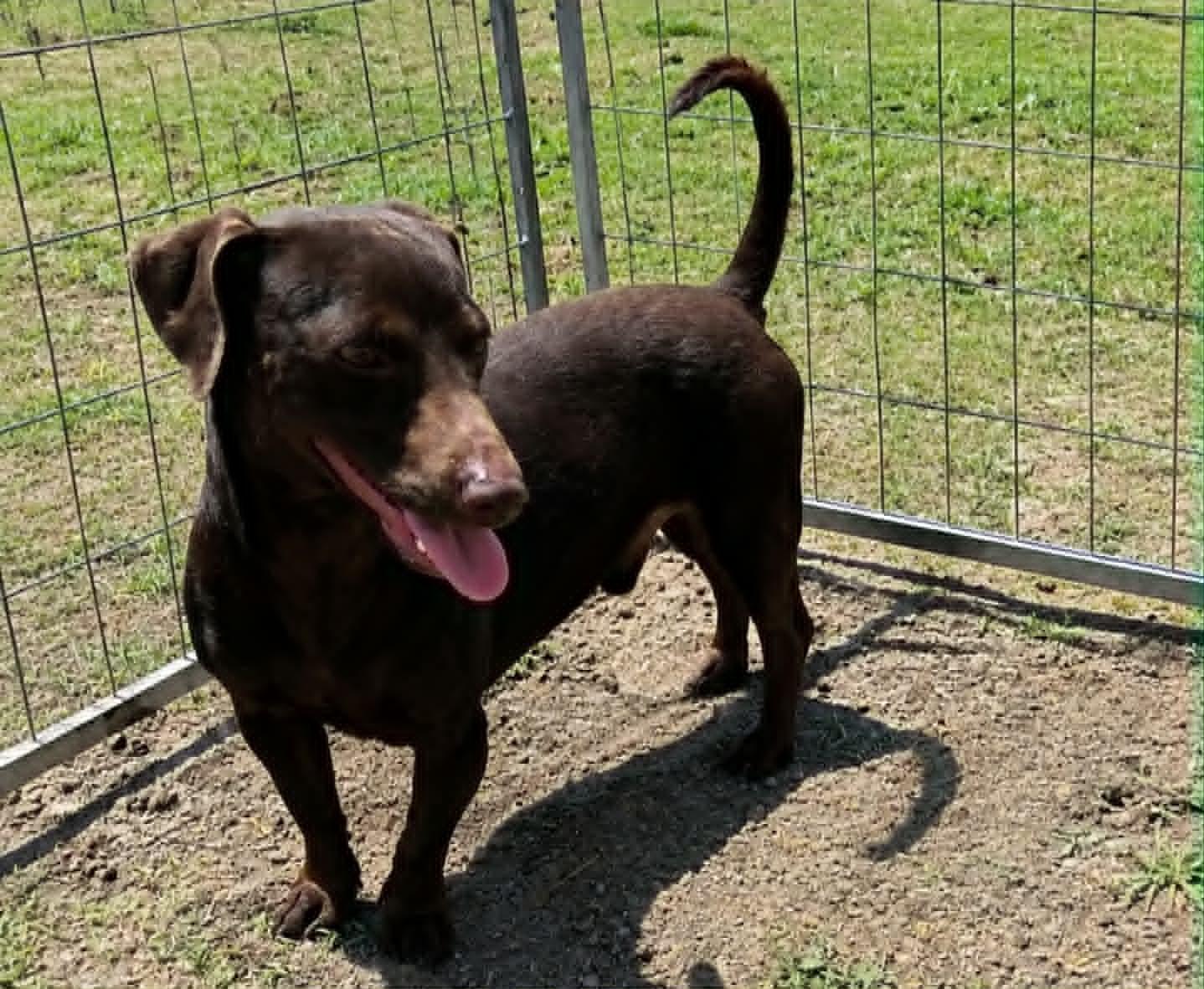 Choco, Adoptable, Young Male Dachshund.