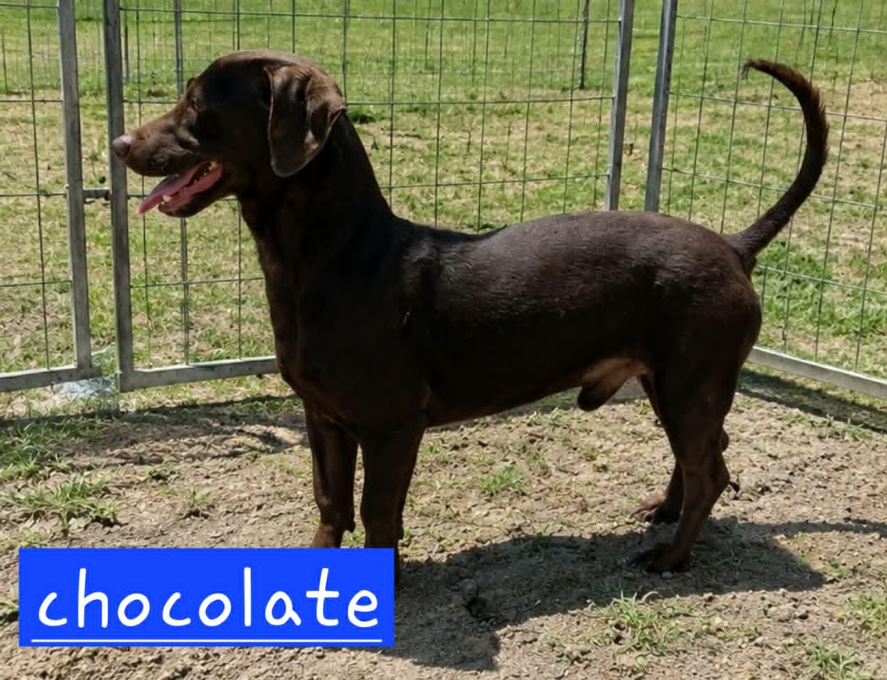 Choco, a Adoptable Dachshund in Minneapolis, MN image 2/2