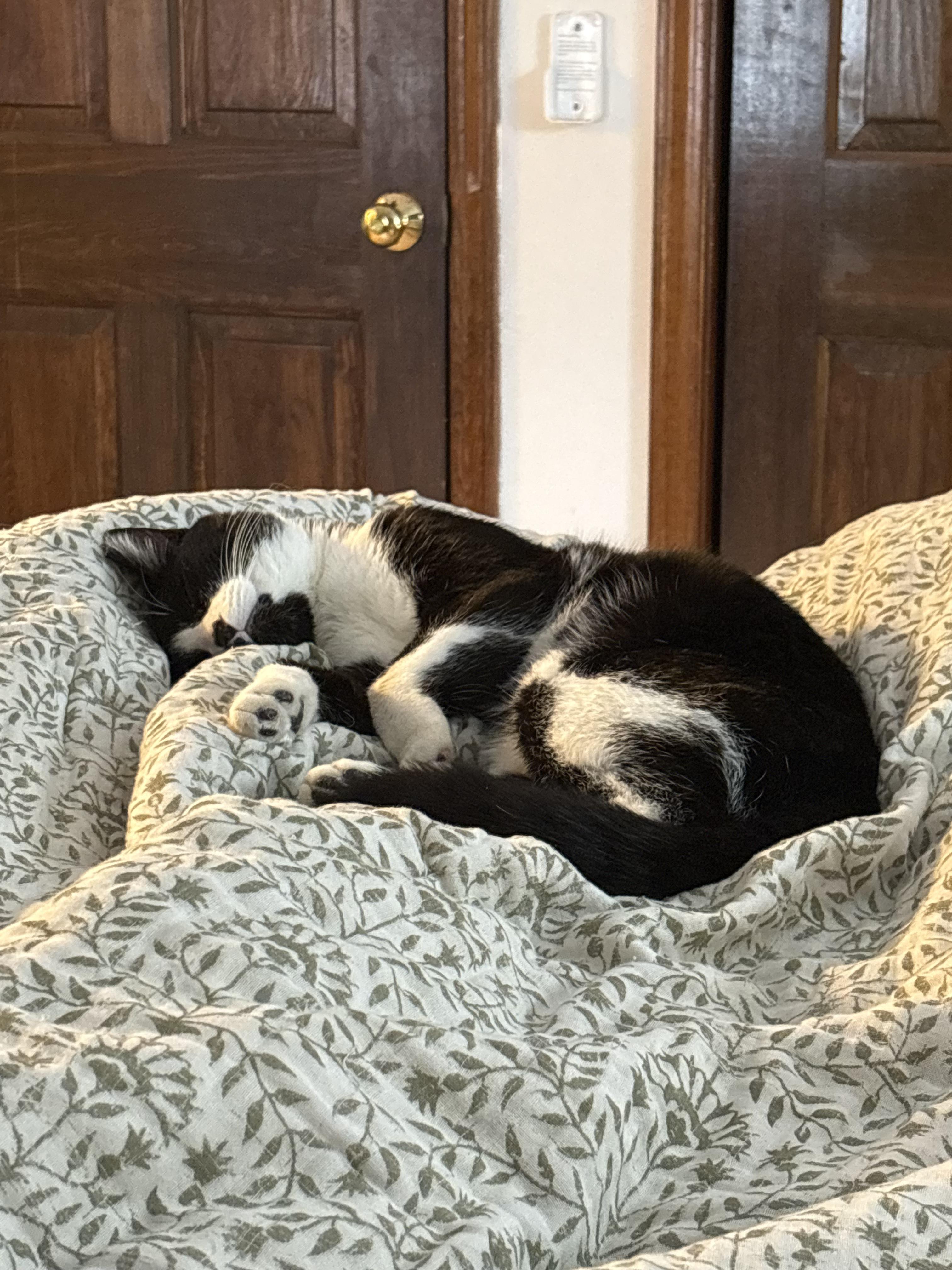 Enlarge Mac, an adopted Domestic Short Hair in Greenwood, IN image 2/6