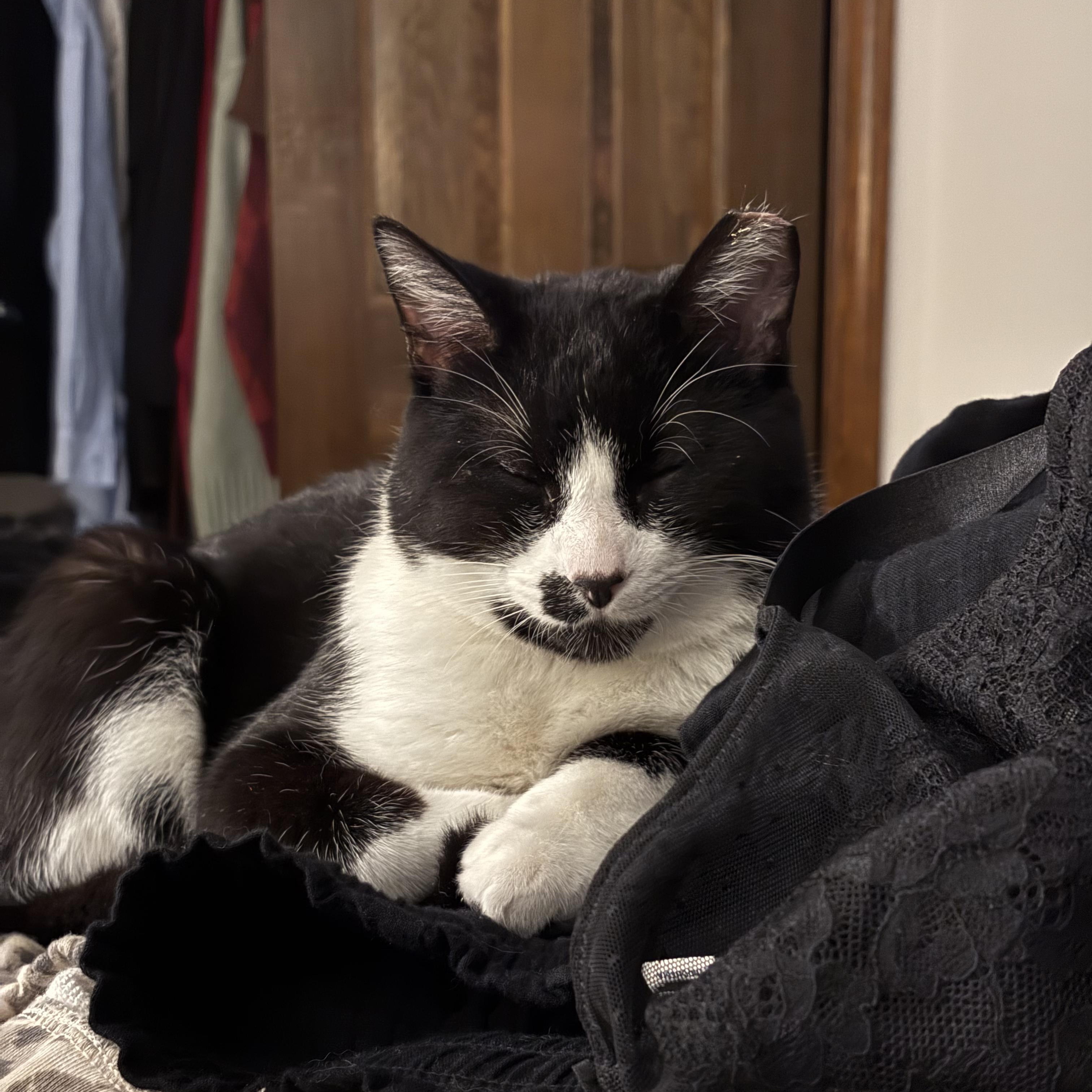 Enlarge Mac, an adopted Domestic Short Hair in Greenwood, IN image 3/6