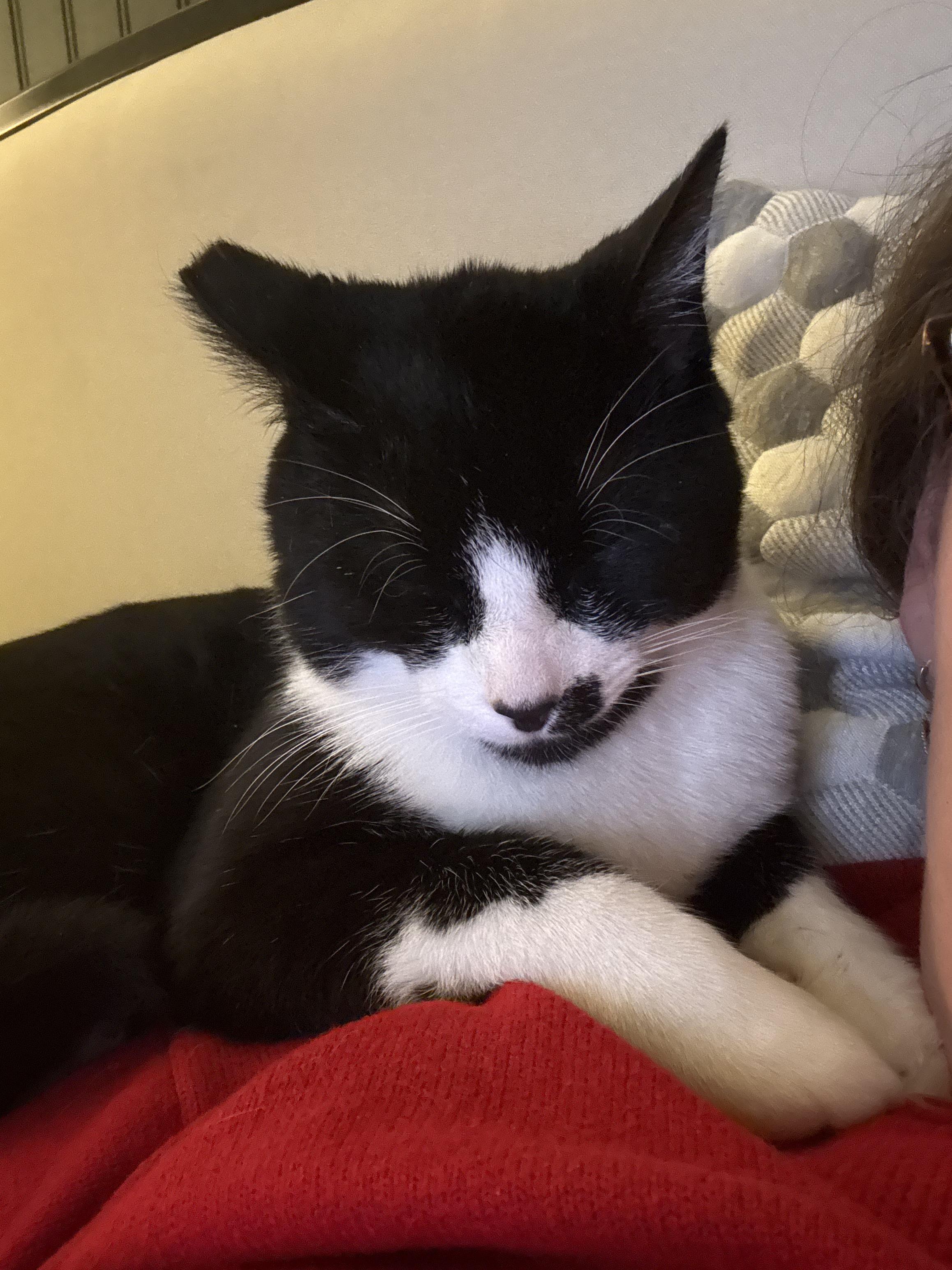 Enlarge Mac, an adopted Domestic Short Hair in Greenwood, IN image 5/6