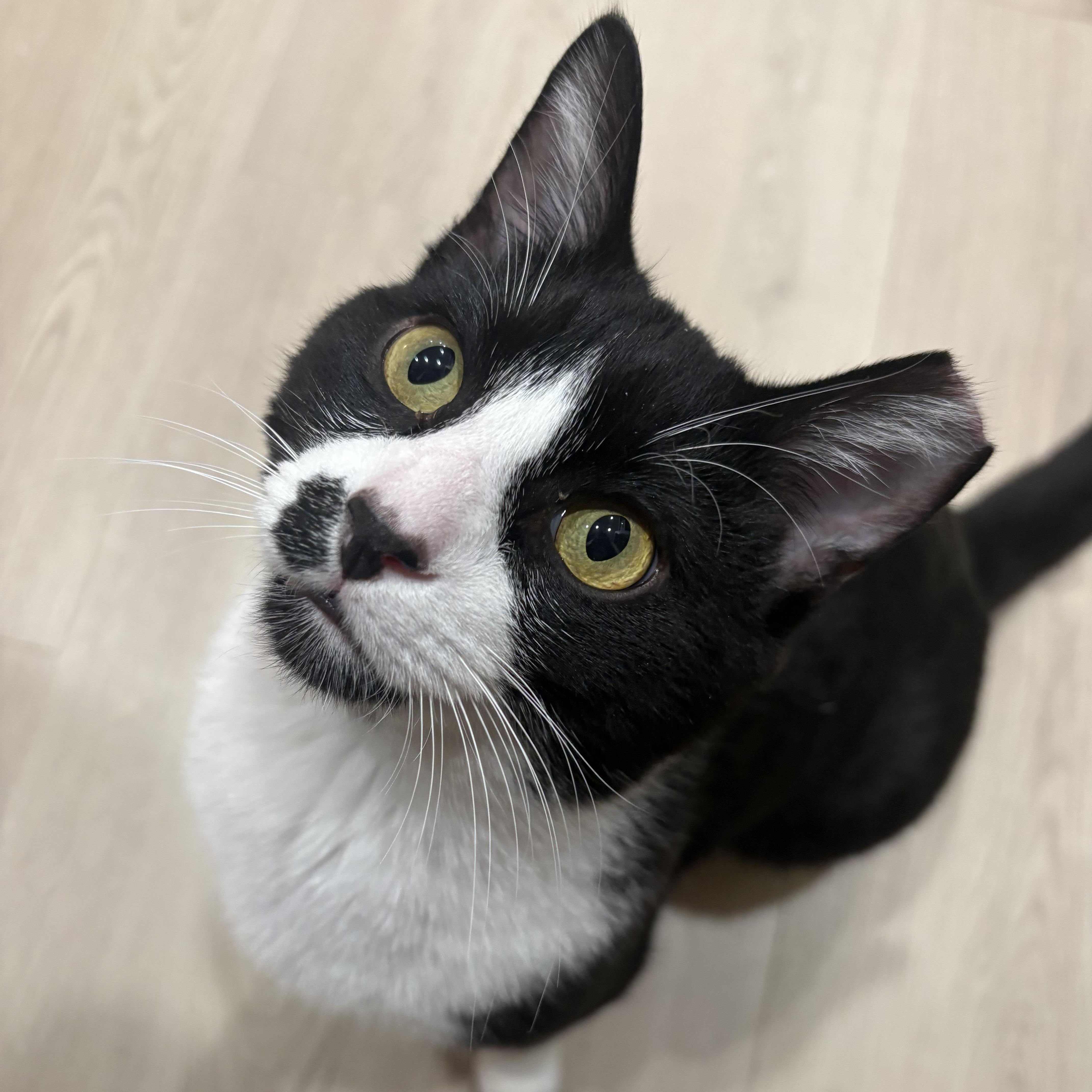 Enlarge Mac, an adopted Domestic Short Hair in Greenwood, IN image 1/6