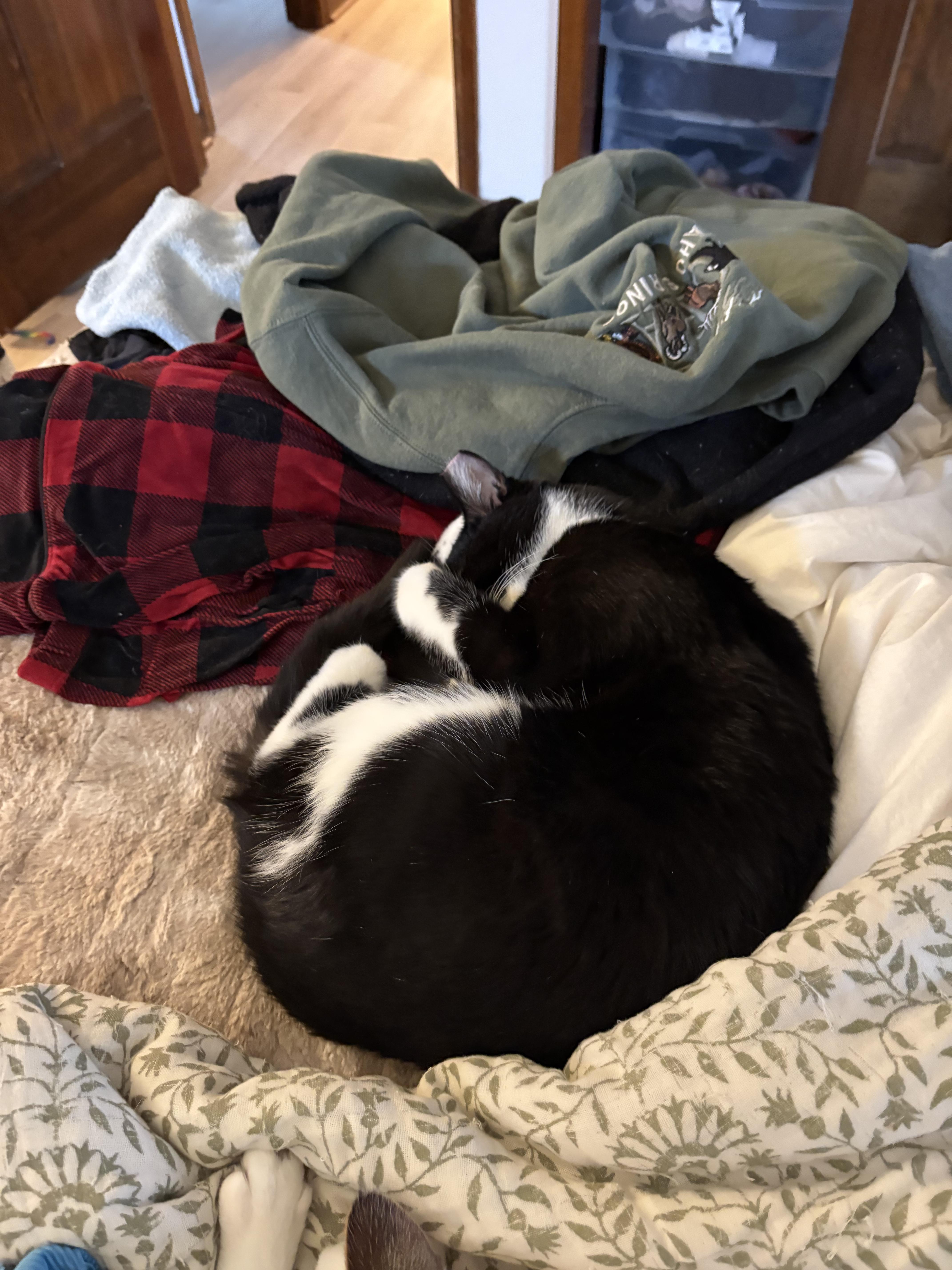 Enlarge Mac, an adopted Domestic Short Hair in Greenwood, IN image 4/6