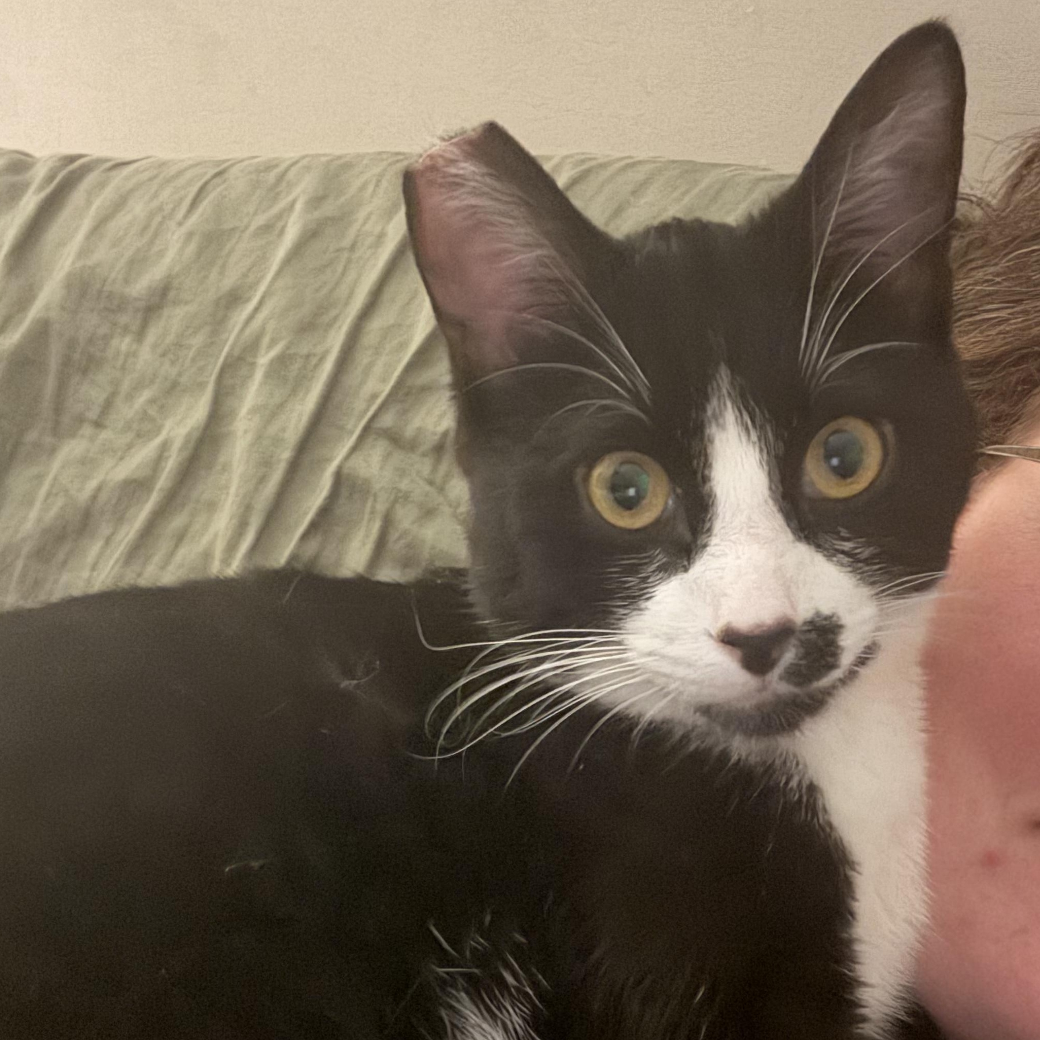 Enlarge Mac, an adopted Domestic Short Hair in Greenwood, IN image 6/6