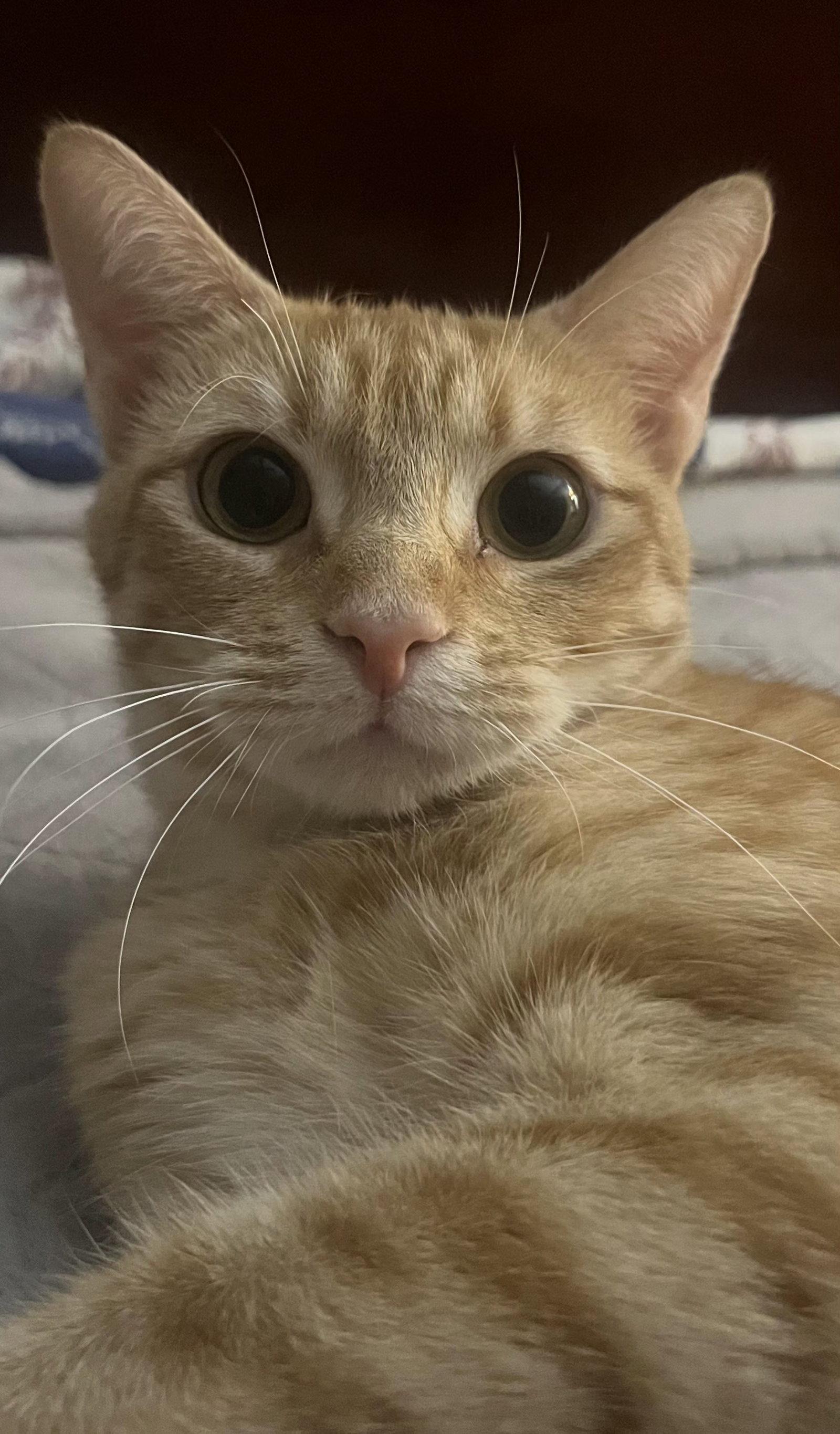 Orange Mamacita, Adoptable, Adult Female Domestic Short Hair.