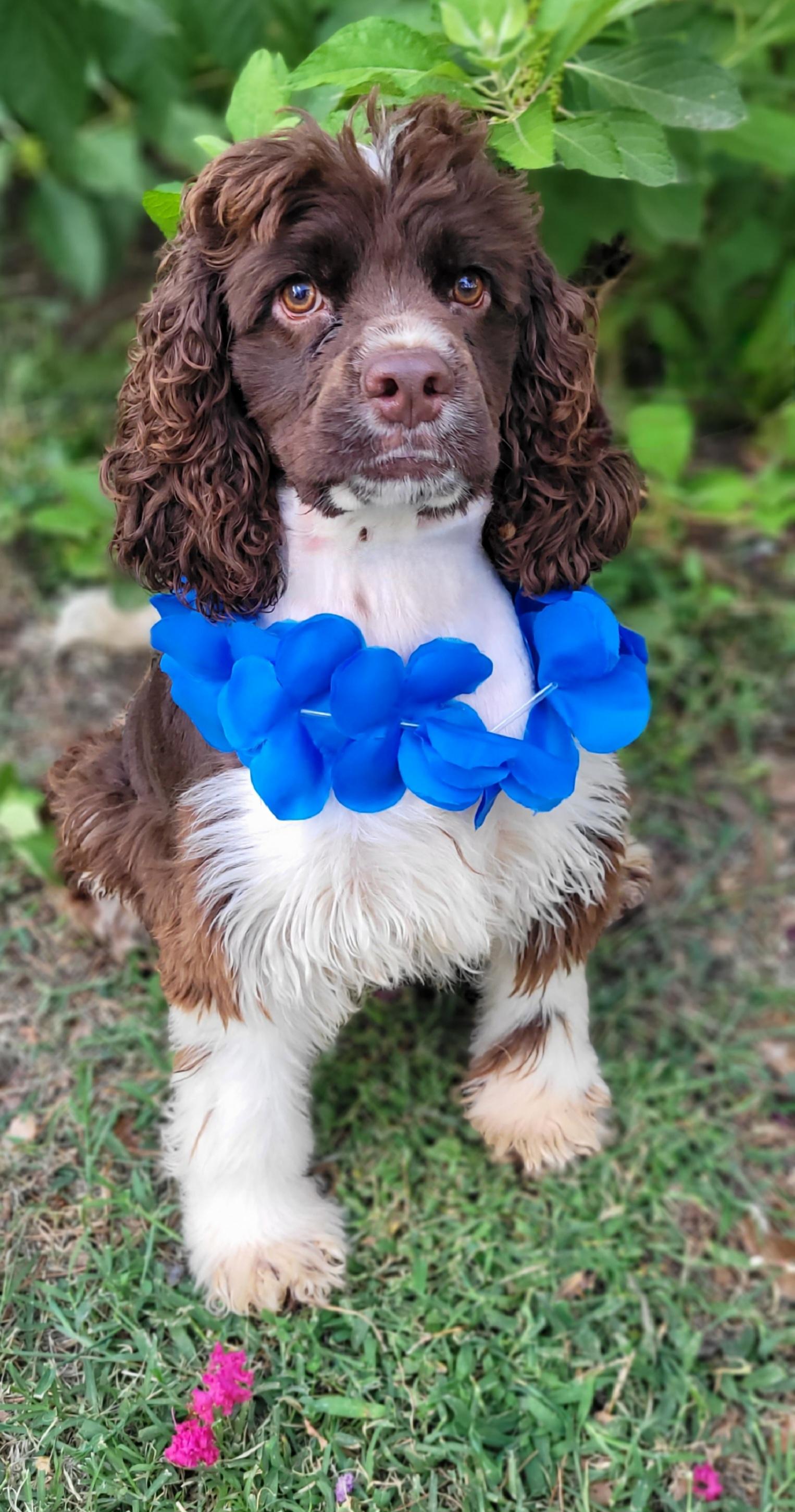 Sport, Adoptable, Young Male Cocker Spaniel.